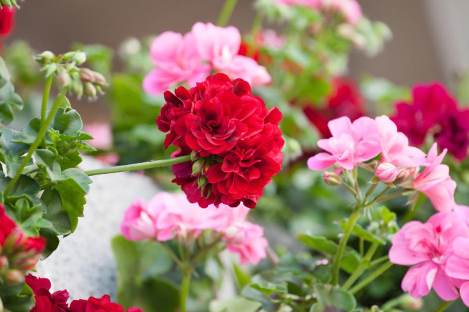 ljetnice pelargonije