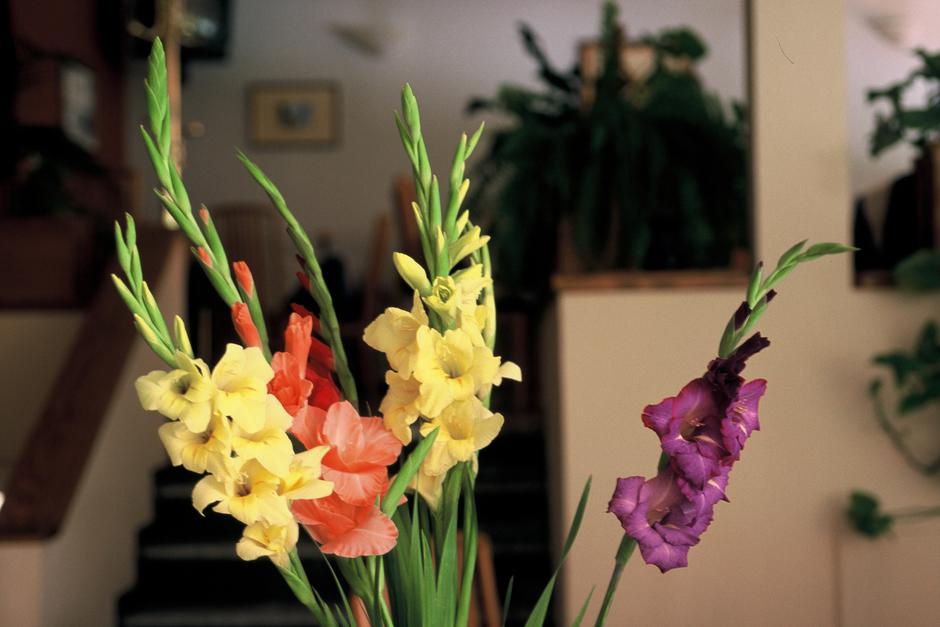 gladiola
