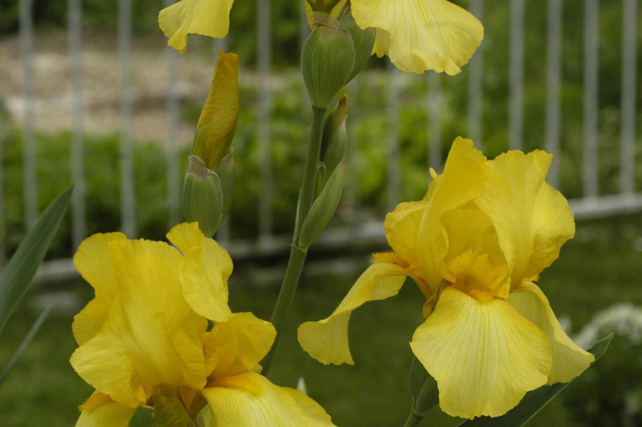 iris