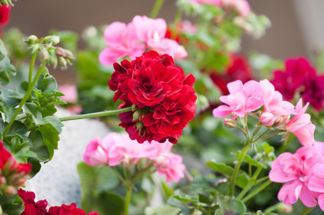 ljetnice pelargonije